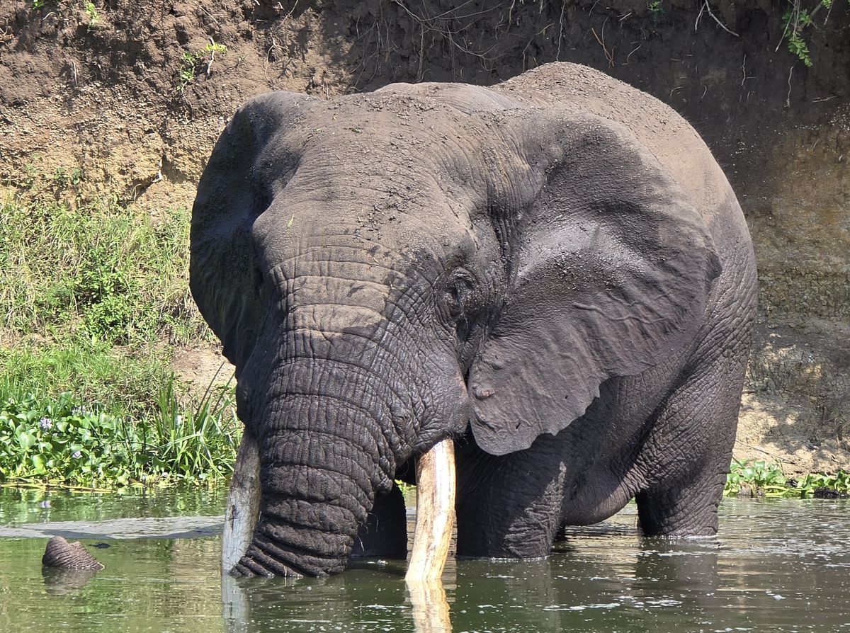Kazinga Channel Boat Cruise